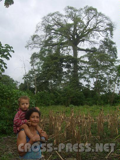 3-10 Ceiba.JPG - Ceibo (Baumriese) in Longo Mai.