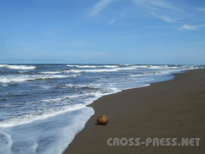 5-12.JPG - Schildkröte am (gleichnamigen) Strand von Tortuguero.