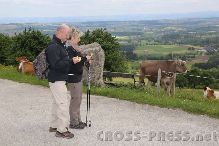 2014.05.04_11.33.20.jpg - Als spiritueller Impuls auf dem Zettel stand: "Du gehst nicht allein ..." Klar doch, die Kühe sind dabei.  ;)
