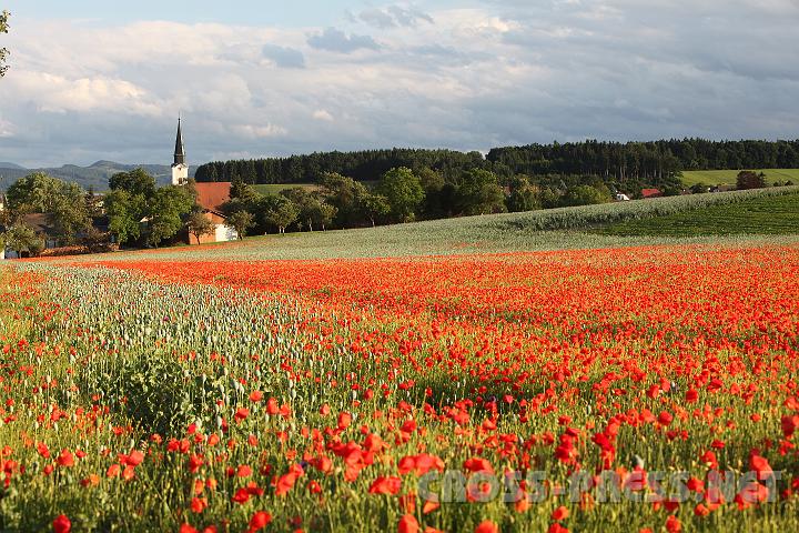 2009.06.11_19.43.23.jpg - Herrlich idyllisch, mitten im Gr�nen (neuerdings auch Rot, seit ein Mohnfeld angelegt ist) liegt die Pfarre H�rm im Bezirk Melk zwischen den Voralpenh�geln.