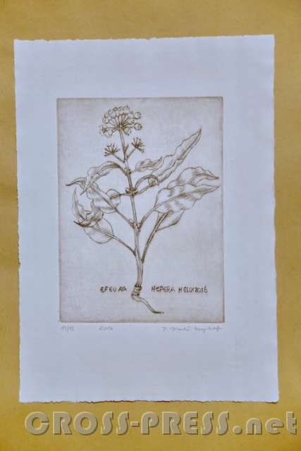 2016.10.30_16.46.10.JPG - Die verschiedenen Pflanzenbilder entstanden großteils 2016.