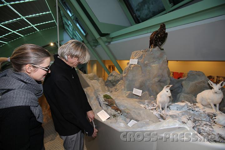 2013.02.23_16.20.16.jpg - Im Bereich der Dauerausstellung Natur/Zoo:Der naturkundliche Bereich des Landesmuseums Niederösterreich zeigt die Vielfalt der niederösterreichischen Lebensräume und streicht Besonderheiten der Region heraus.Hier werden zwei Schneehasen bewundert.