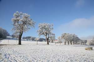 2016.12.31_10.48.58 Obstbaum im Winter